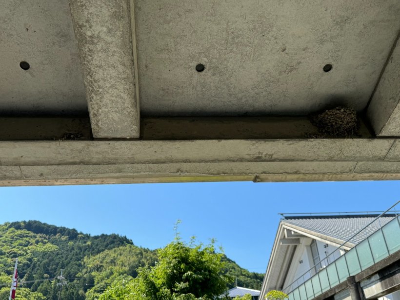 軒下につくったツバメの巣
