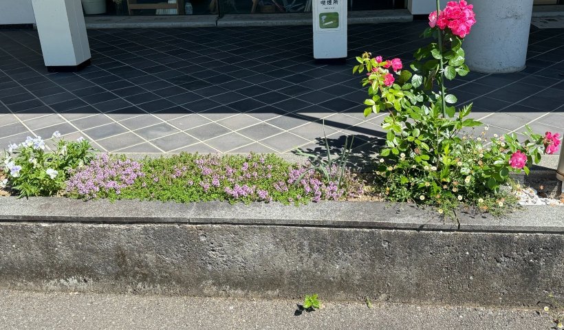 ピンクのバラと小さなハーブ