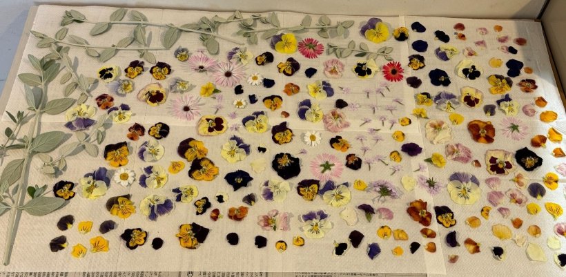 花が並んでいる