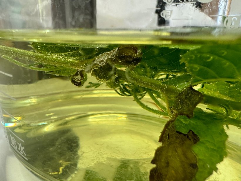 お湯につかりハーブの色が出ている