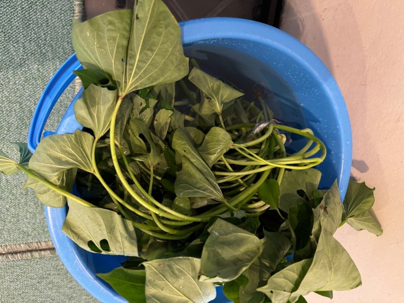 水のたっぷり入ったバケツの中のおイモの苗