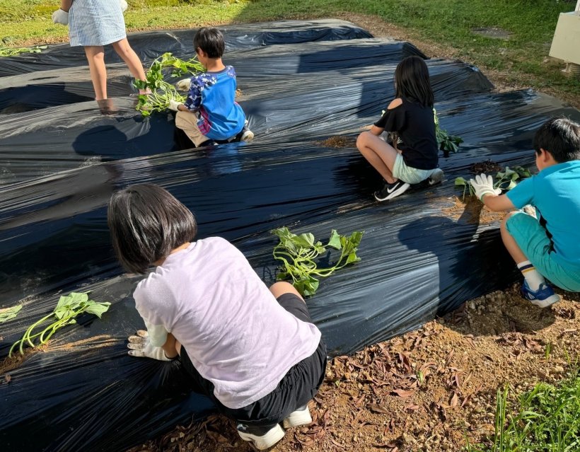 黒いマルチをはった畝にお芋の苗を植えている