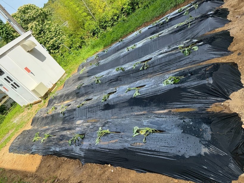 5つの黒いマルチの畝に植えられているお芋の苗