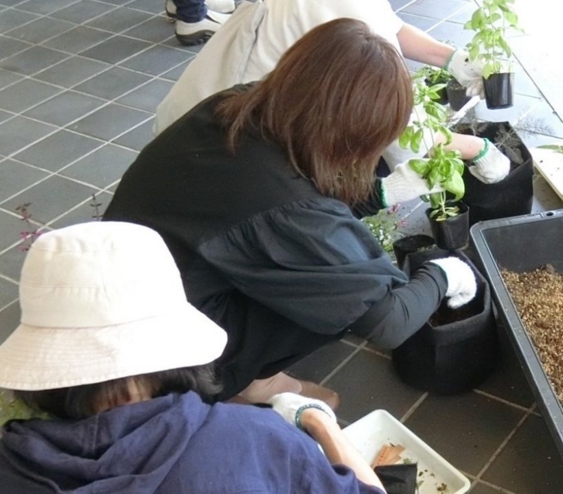 鉢にハーブを植えている