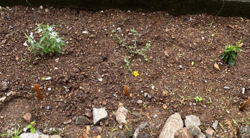 畑に芽がでた様子