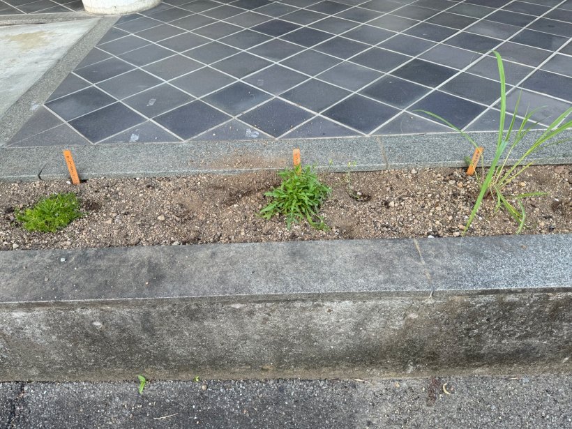 花壇に3つハーブが植えてある