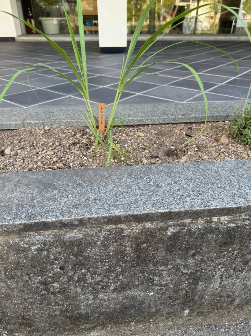 ハーブの苗を植えている
