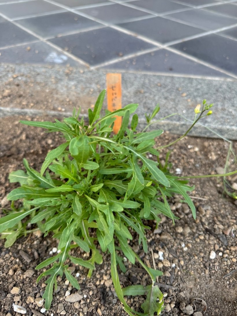 ハーブの苗を植えている