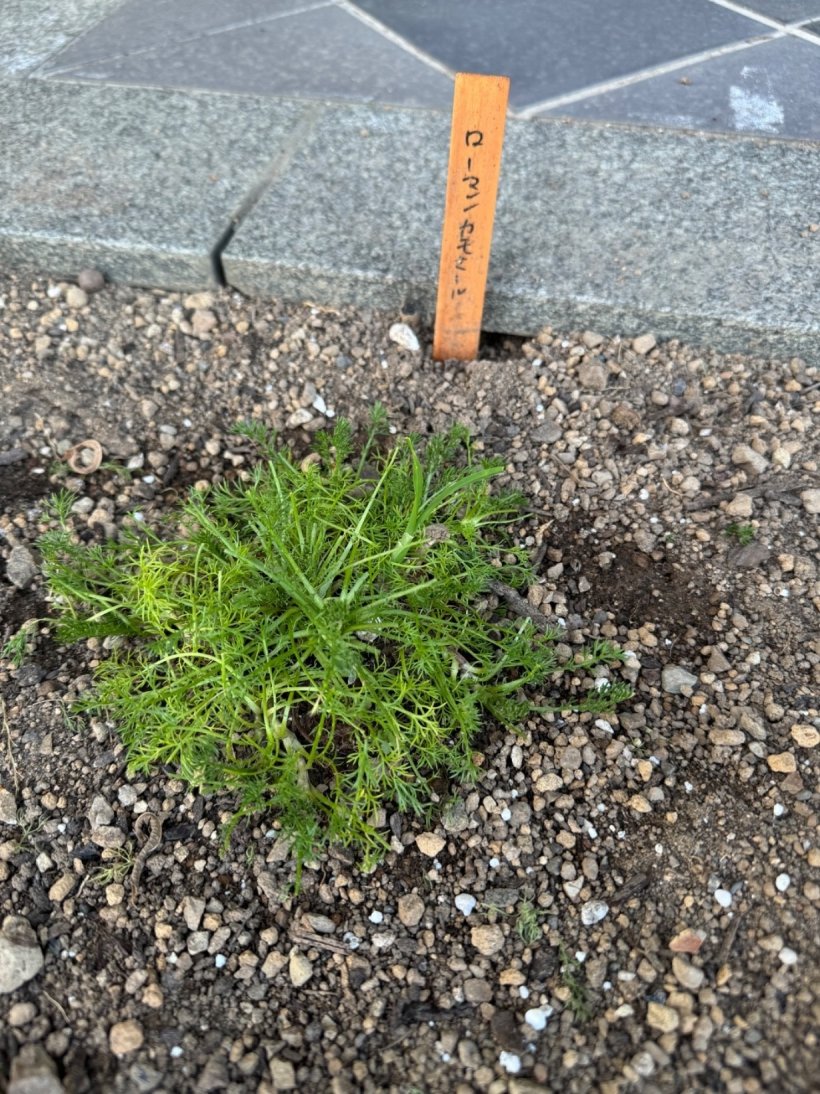 ハーブの苗を植えている