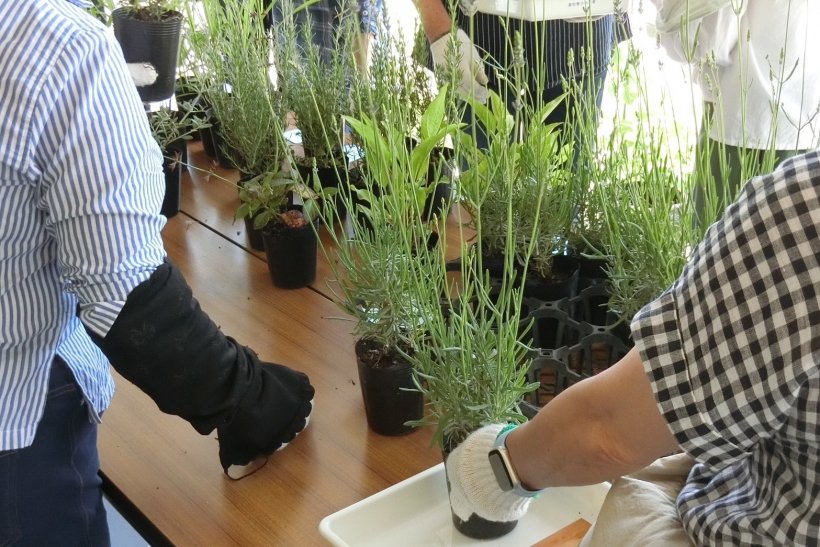 机の上のハーブを選んでいる
