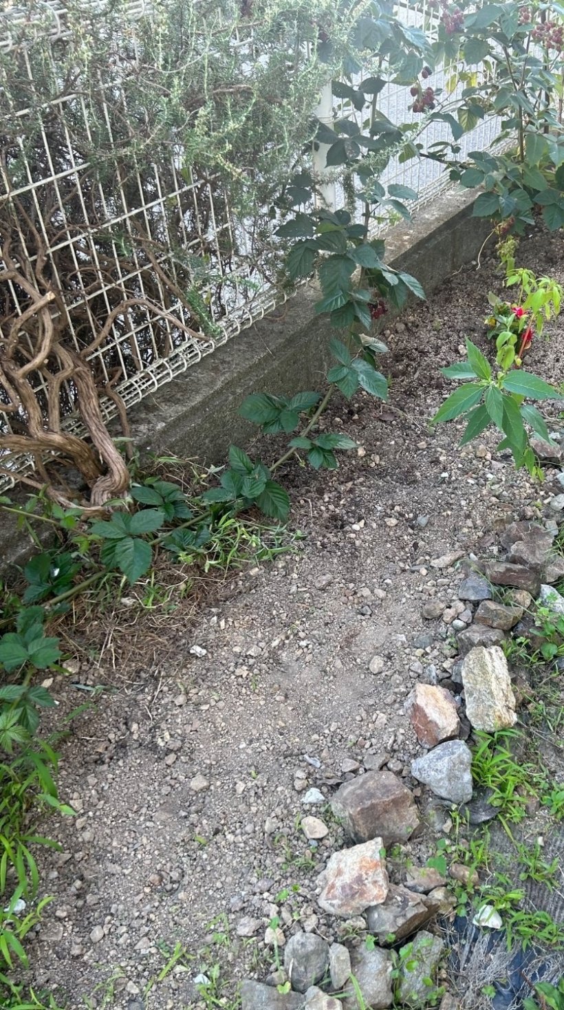 草引きをした後の畑