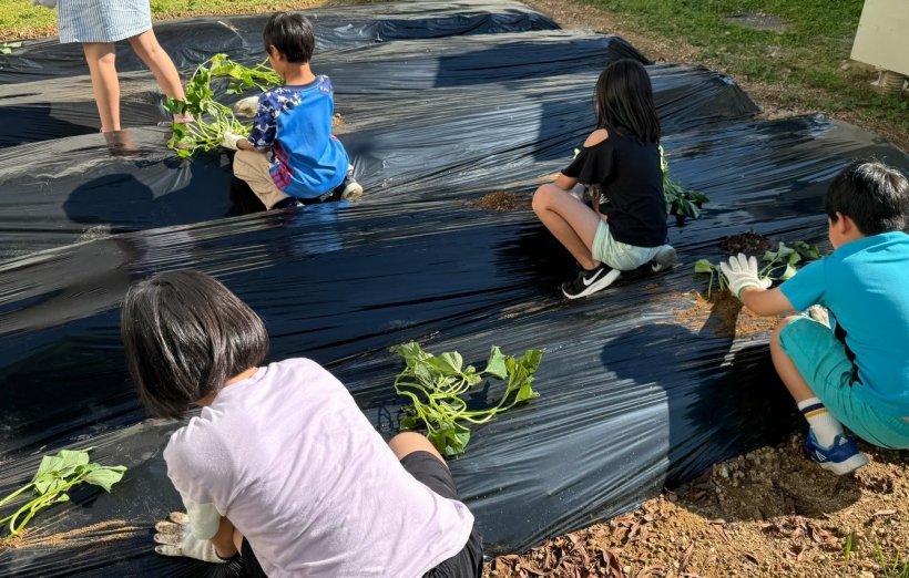 芋の苗を植えている