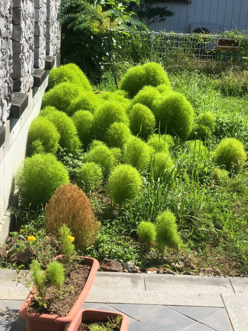 花壇で大きく育ったコキア