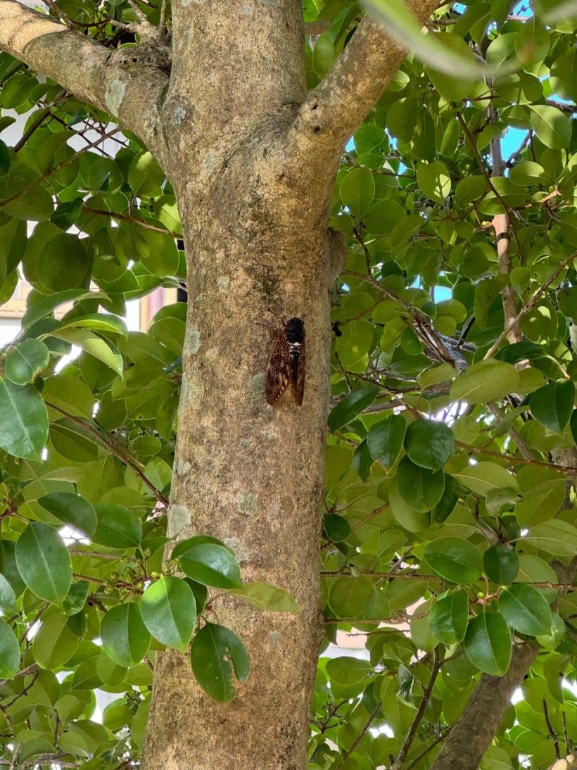 木にセミがとまっている