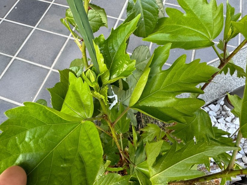 ハイビスカスの蕾