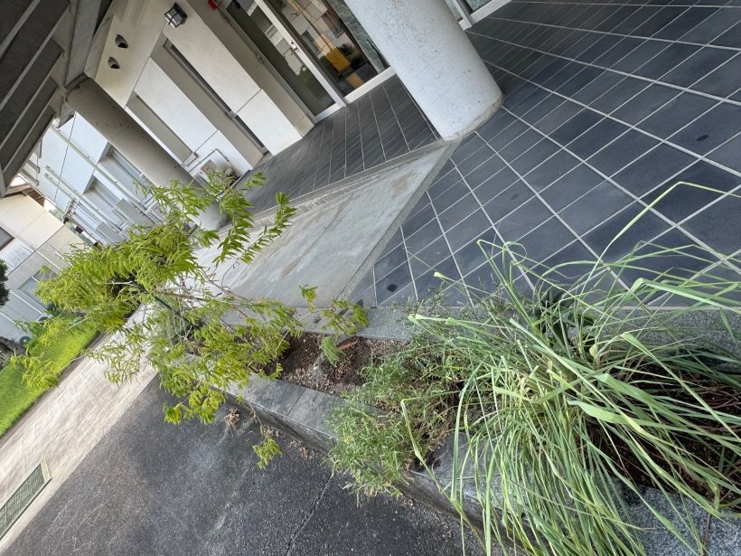 小さな花壇にハーブが植わっている