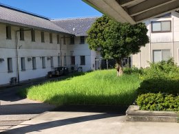 草刈り前の敷地①