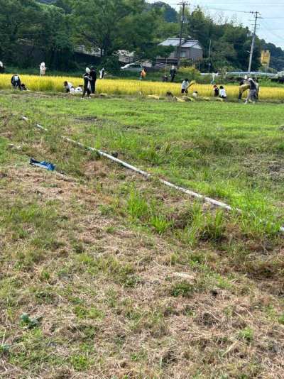稲刈りの様子