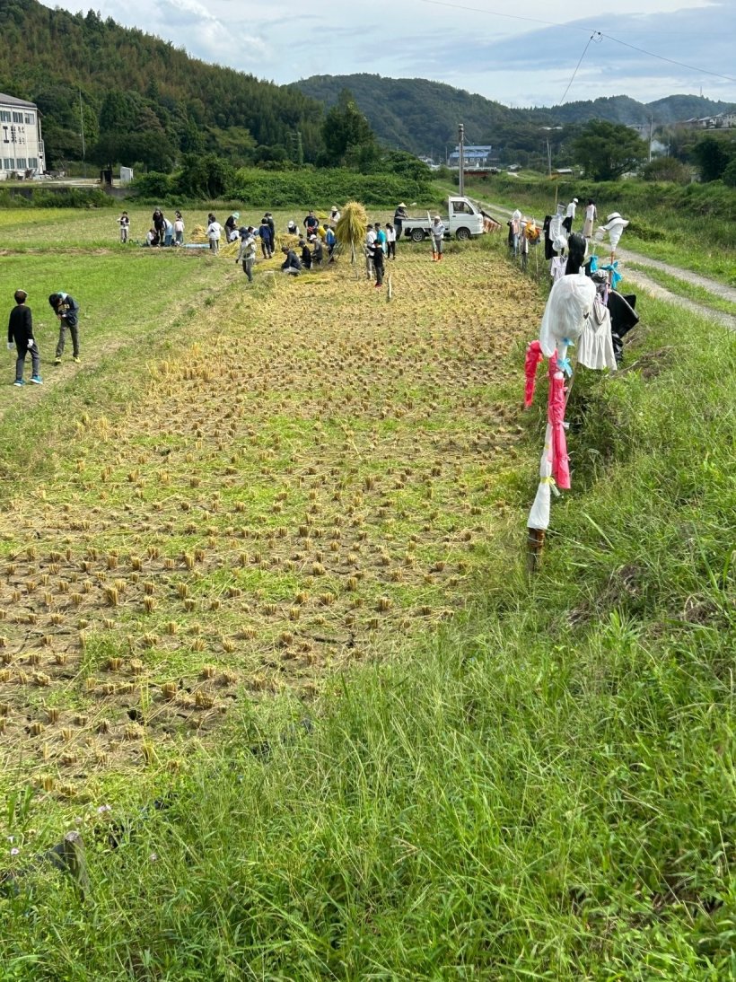 稲を刈った後の田んぼの様子