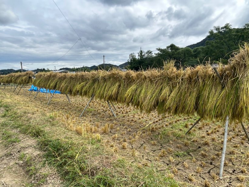 稲を干している様子