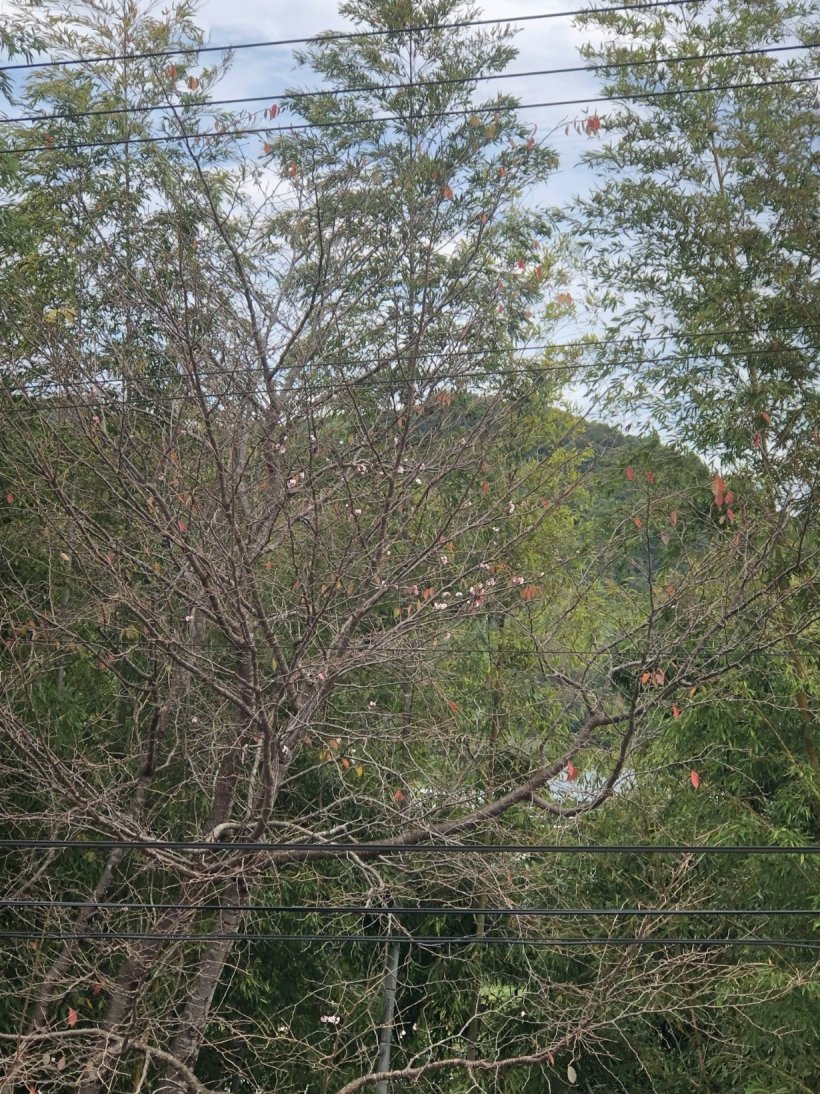 狂い咲きしている桜