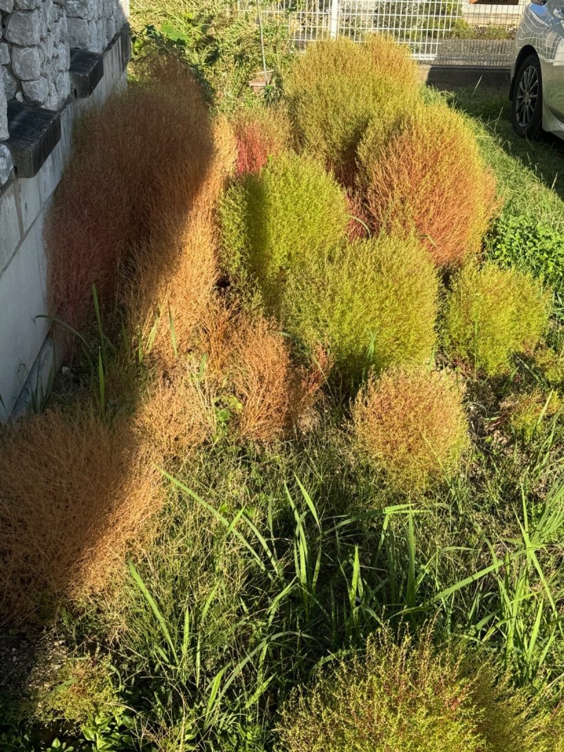 コキアが植わっている