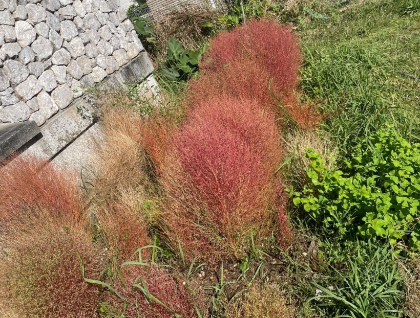 赤と枯れたコキア