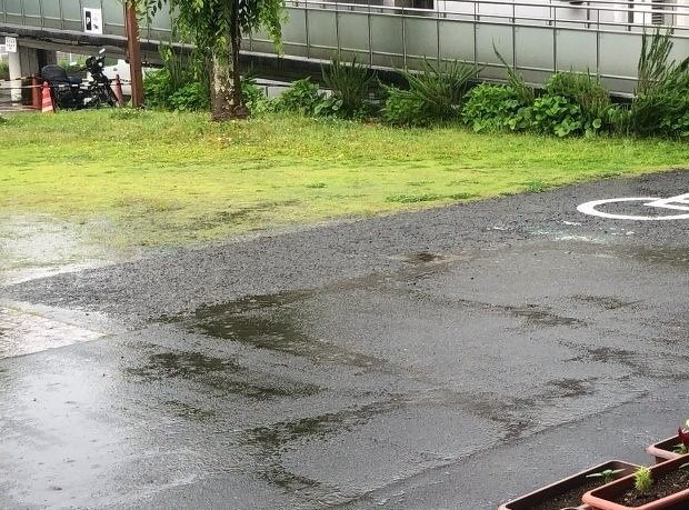雨の日の芝生
