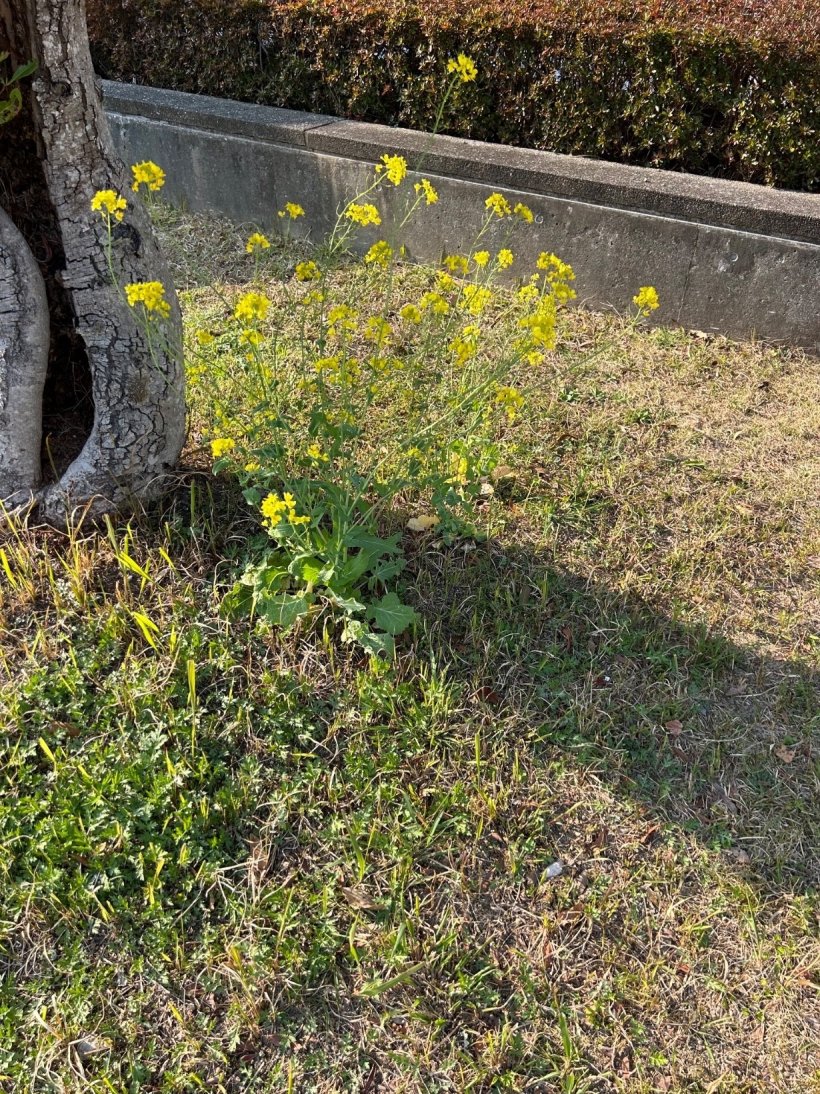木のたもとに生えている菜の花