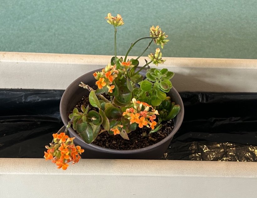 オレンジ色の花を咲かせているカランコエ