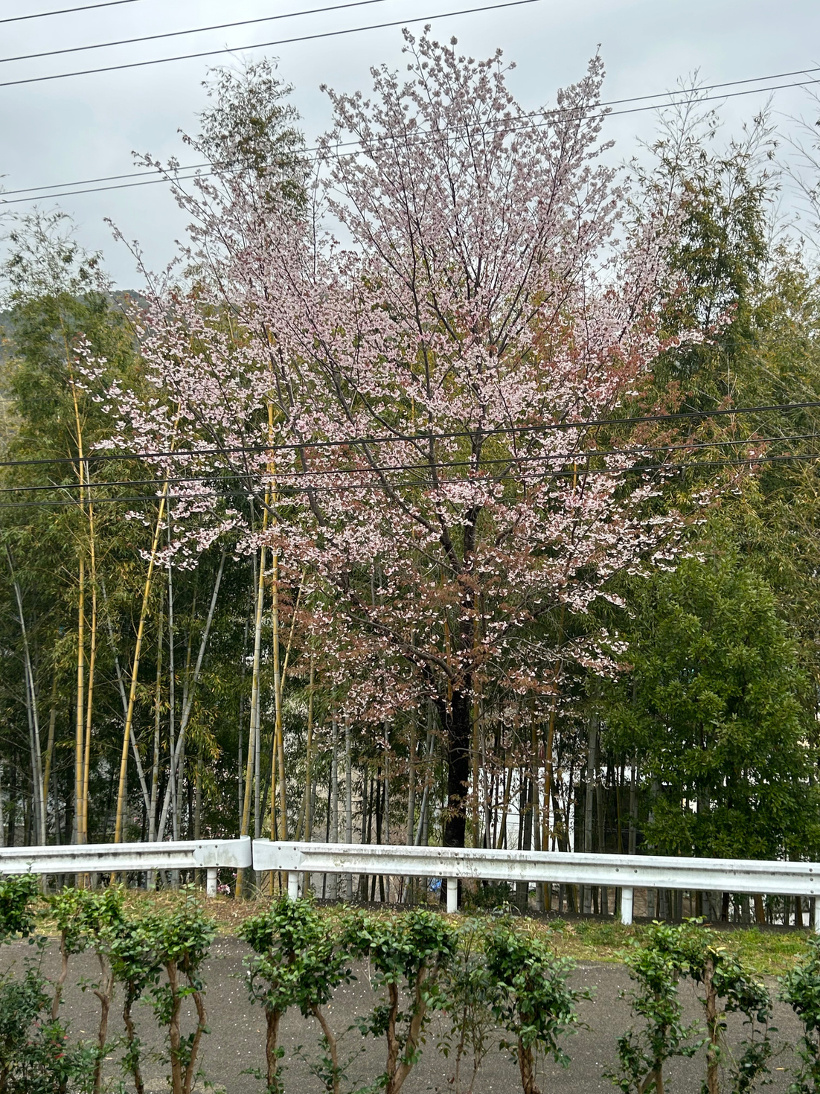 桜が咲いている