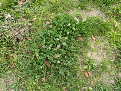 自生しているシロツメクサ