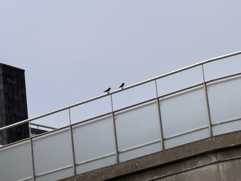 手すりにとまった2羽の燕