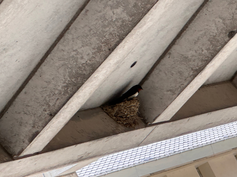 燕が1羽巣に入っている