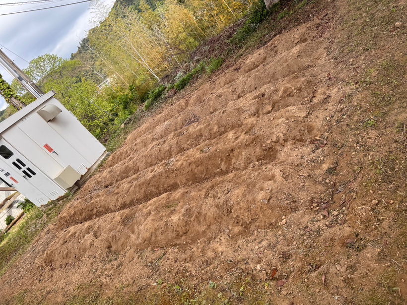 草をひいて綺麗にした芋畑