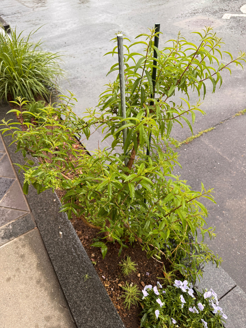 レモンバーベナ