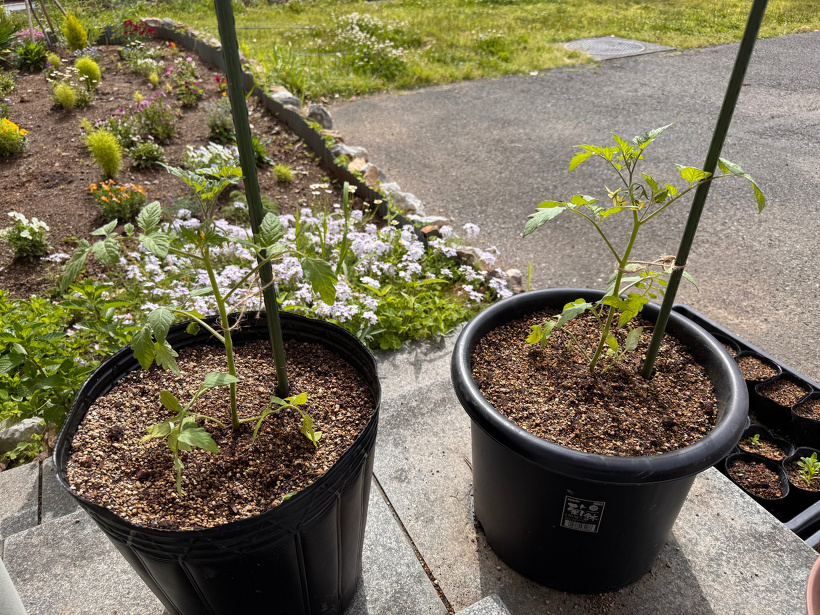 2つのトマトの苗