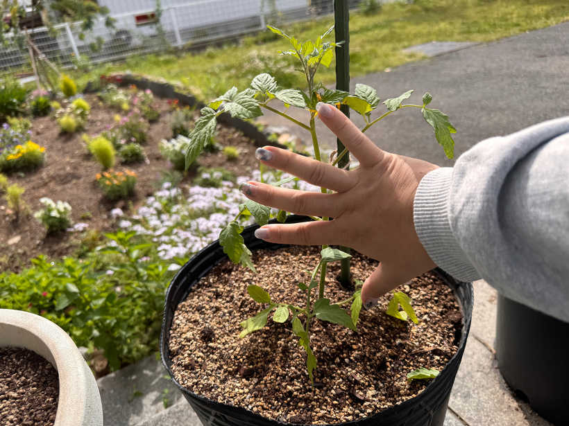 2つのトマトの苗を手で大きさ測っている