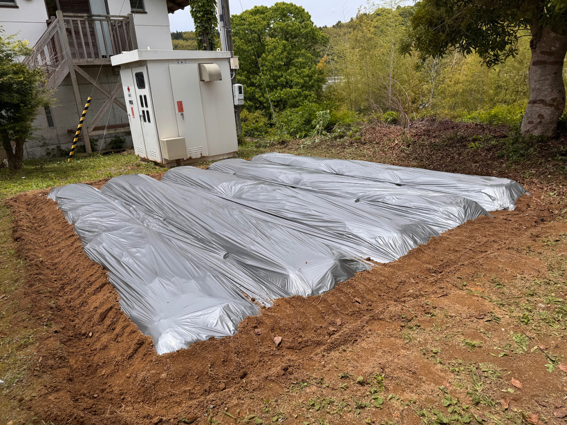 畝にシルバーの苗をかけている