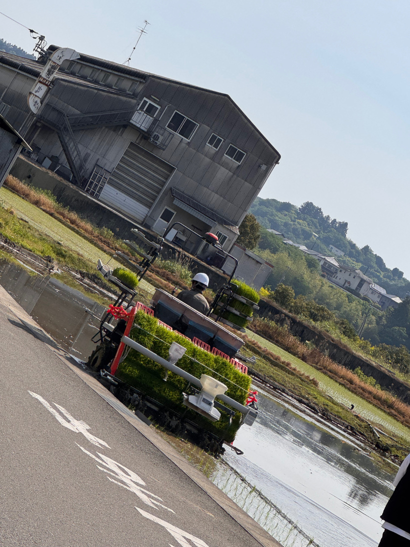 機械で植えている