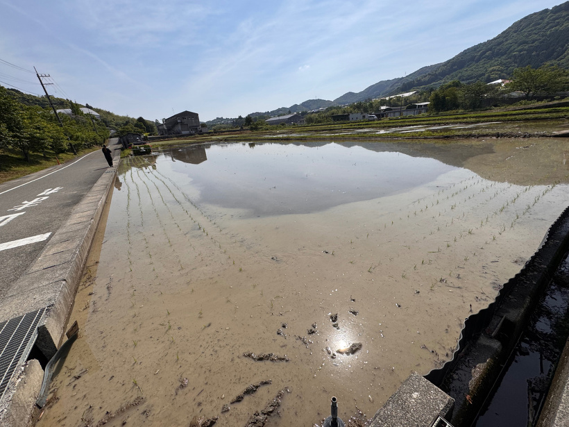 田んぼ