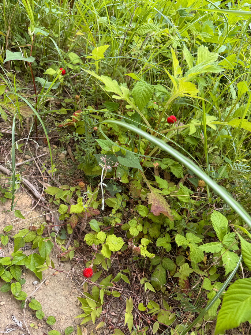 草の中に野いちごがある