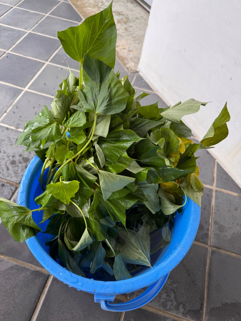 バケツに入った芋の苗