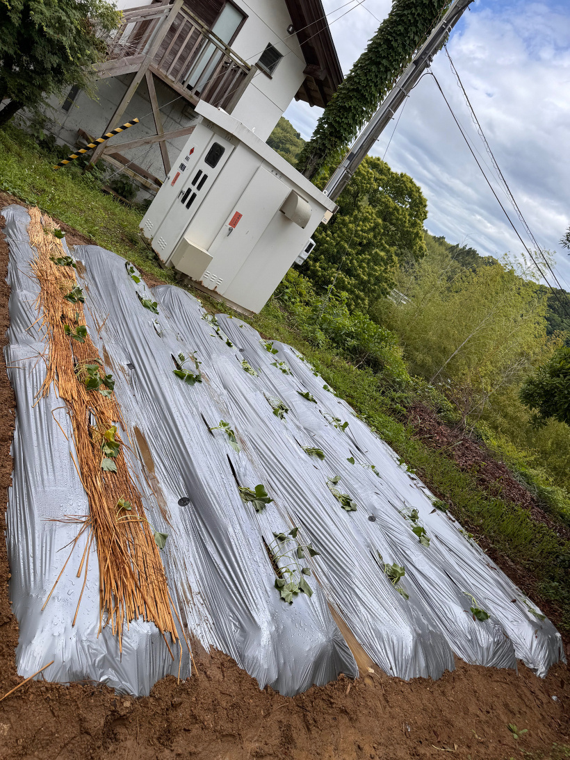 畝に芋の苗が植わっている
