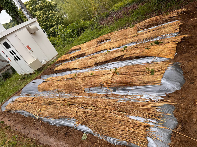 畝の上に藁を敷いた芋畑