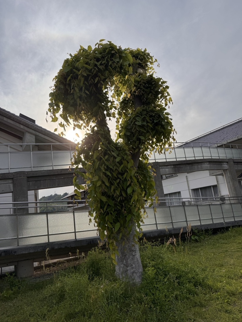 葉っぱが沢山生えたケヤキの木