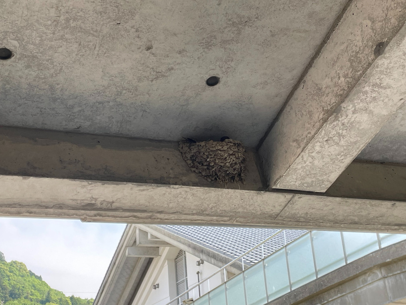 巣から頭を出しているツバメ