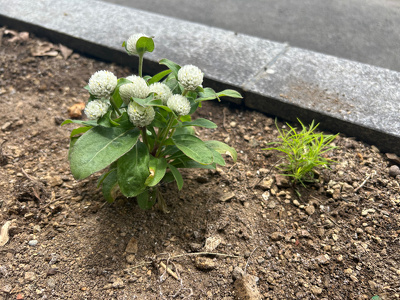 花壇に咲いている白い千日紅