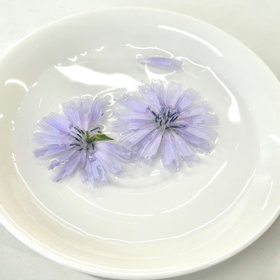 水を張ったお皿に浮かべた2つのチコリの花
