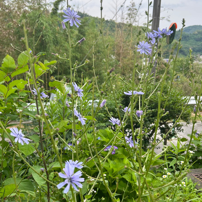 裏庭に咲いているチコリの花